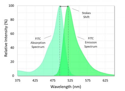 Absorption and emission spectra of fluorescein isothiocyanate (FITC). The Stokes shift is the difference between the spectral peaks.