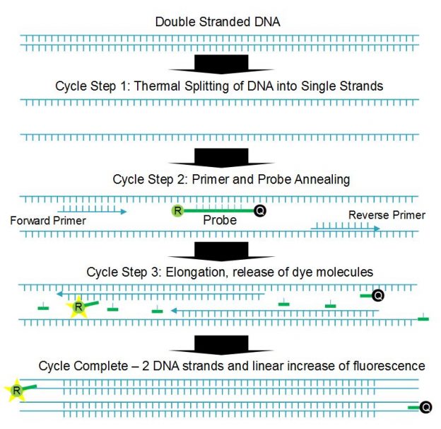 Figure 1. One cycle of qPCR process showing a doubling of DNA and fluorescence.